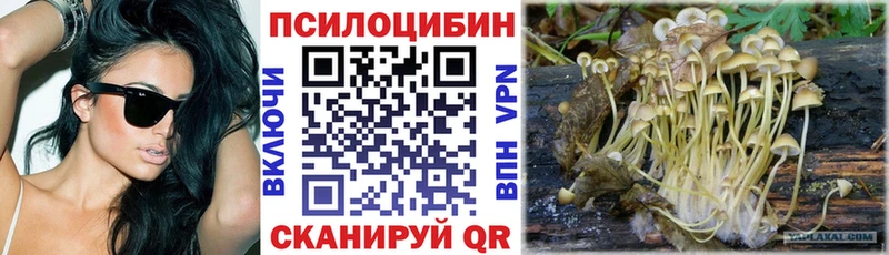 Псилоцибиновые грибы Psilocybe  Почеп 